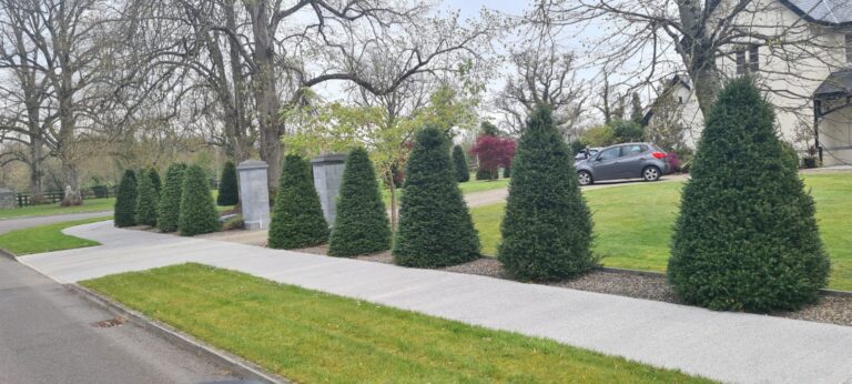 English Yew Trees