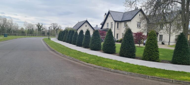 English Yew Trees