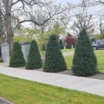 English Yew Trees