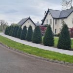 English Yew Trees